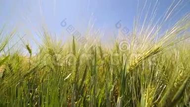 黄穗特写在田野里，荡着风.. 小麦的收获
